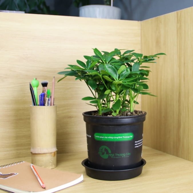 THẤT HÀNH ĐIỂU - SCHEFFLERA HEPTAPHYLLA