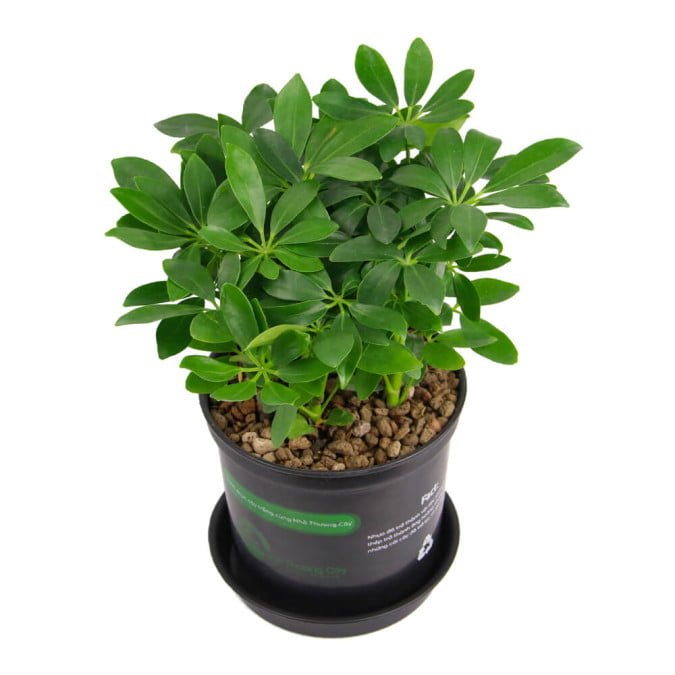 THẤT HÀNH ĐIỂU - SCHEFFLERA HEPTAPHYLLA 3