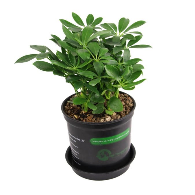 THẤT HÀNH ĐIỂU - SCHEFFLERA HEPTAPHYLLA 2