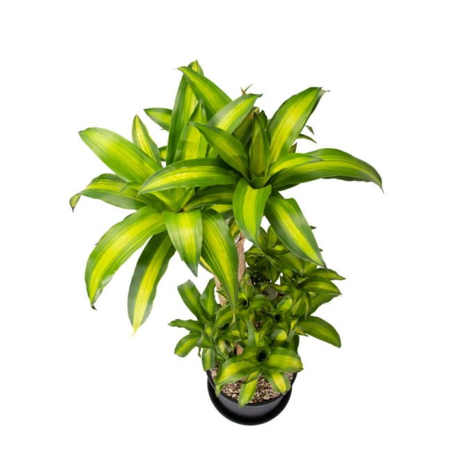 THIẾT MỘC LAN - DRACAENA FRAGRANS 3