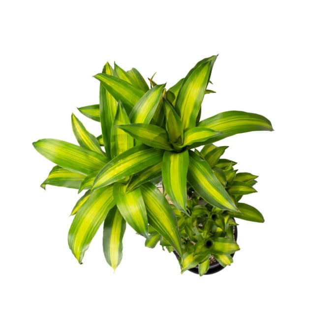 THIẾT MỘC LAN - DRACAENA FRAGRANS 2