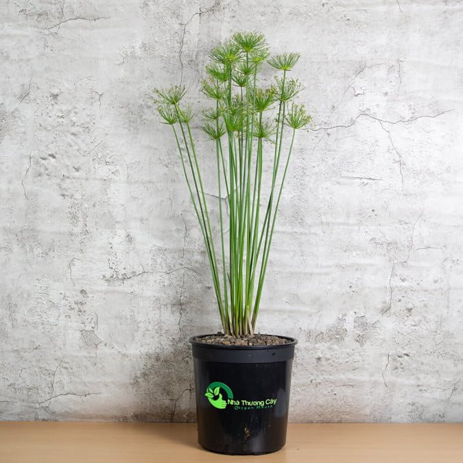 THỦY TRÚC - CYPERUS HASPAN 3