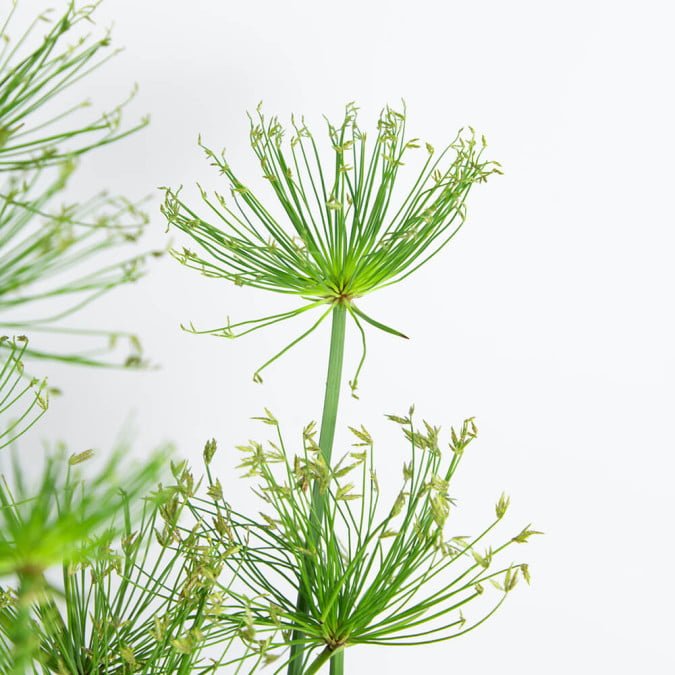 THỦY TRÚC - CYPERUS HASPAN