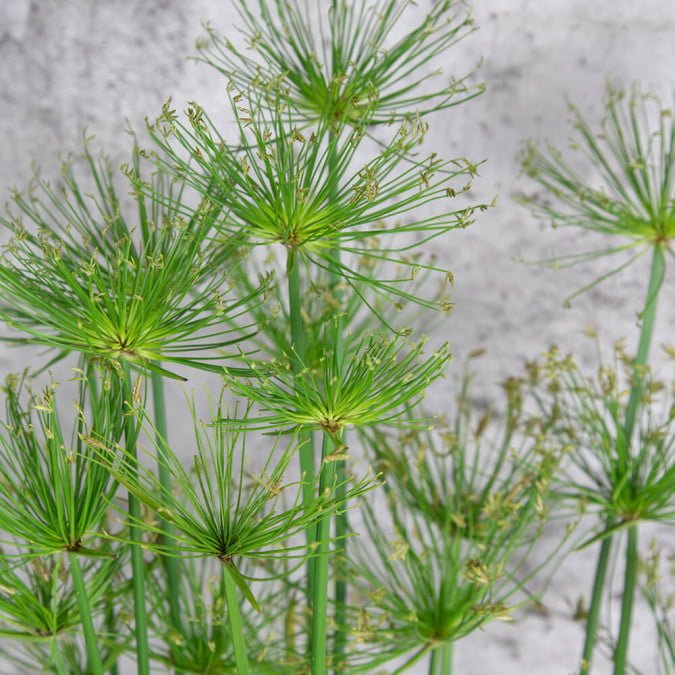 THỦY TRÚC - CYPERUS HASPAN 2