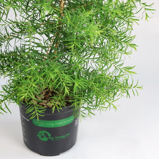 TRÀM TRÀ ÚC - TEA TREE AUSTRALIA 3