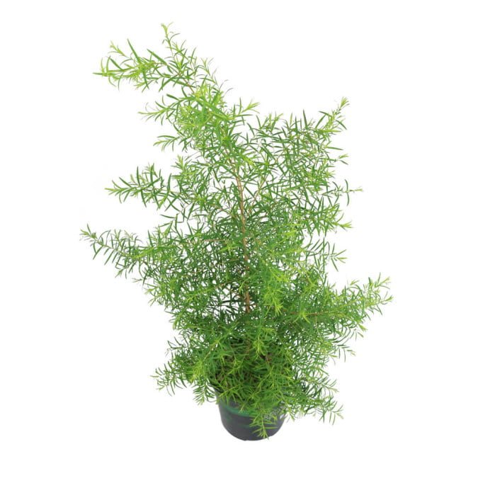 TRÀM TRÀ ÚC - TEA TREE AUSTRALIA 2