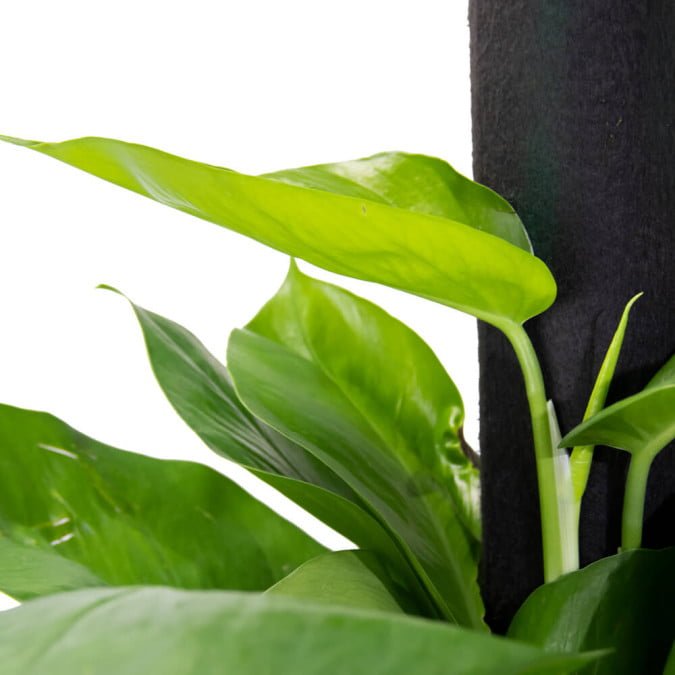 TRẦU BÀ LEO - EPIPREMNUM AUREUM 2