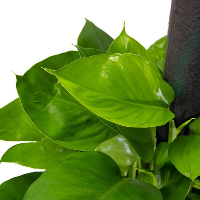 TRẦU BÀ LEO - EPIPREMNUM AUREUM 3