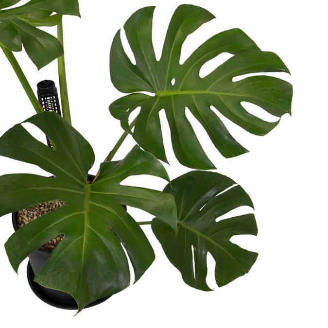 TRẦU BÀ NAM MỸ - MONSTERA DELICIOSA 3