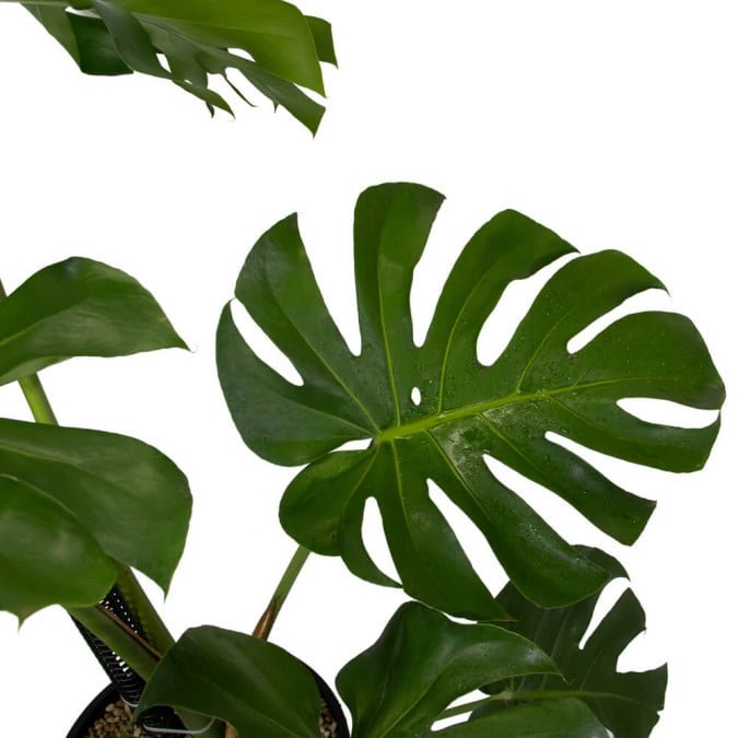 TRẦU BÀ NAM MỸ - MONSTERA DELICIOSA 2