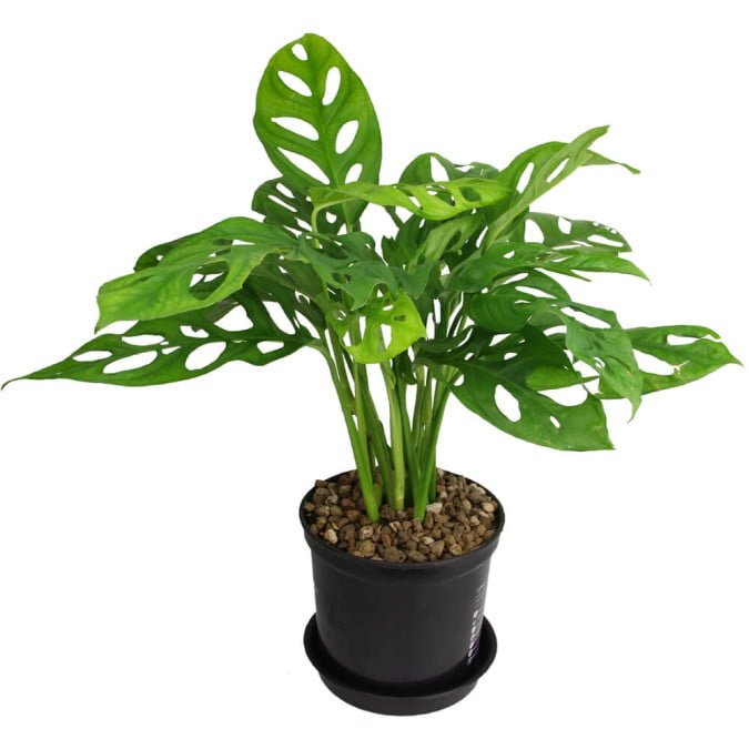 TRẦU BÀ PHO MÁT - MONSTERA SWISS CHEESE 3