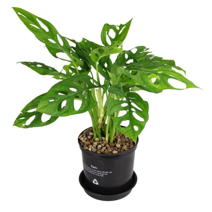 TRẦU BÀ PHO MÁT - MONSTERA SWISS CHEESE 2