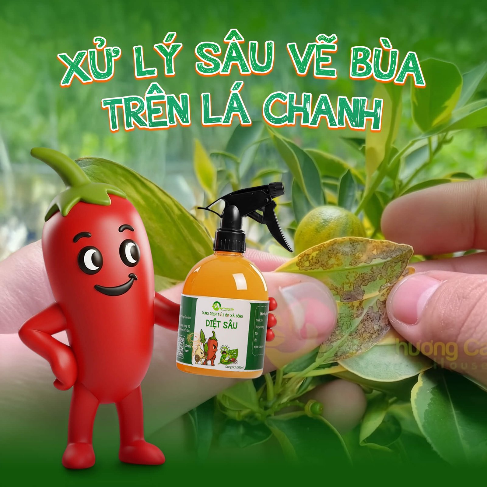 Sâu vẽ bùa trên lá Chanh, Cam: Nhìn là thấy, trị là hết