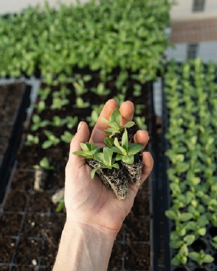 TRỒNG RAU ĐỂ LÀM XÀ LÁCH TẠI NHÀ? QUÁ LÀ ĐƠN GIẢN!