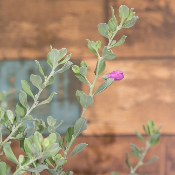 TUYẾT SƠN PHI HỒ - LEUCOPHYLLUM FRUTESCENS 3