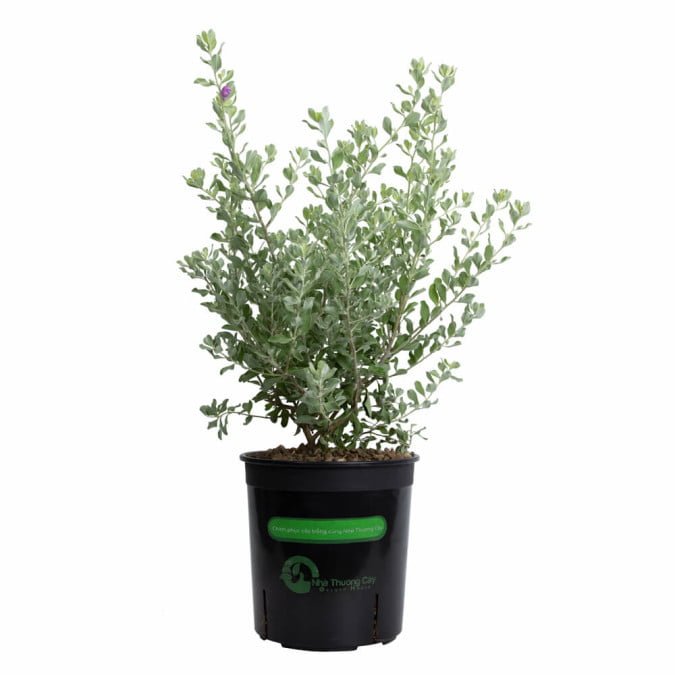 TUYẾT SƠN PHI HỒ - LEUCOPHYLLUM FRUTESCENS 2