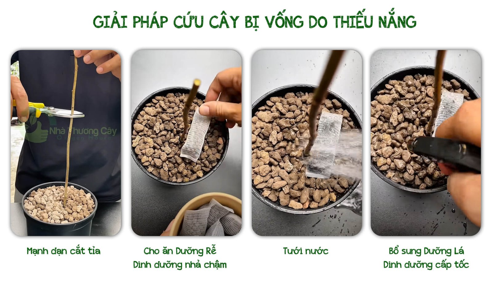Cứu Cây Bị Vống- Vươn cao khẳng khiu: Do Thiếu Nắng Hay Dư Đạm? 2