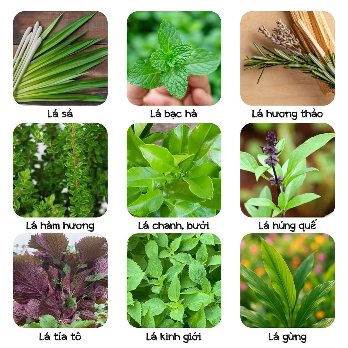 Xông giải cảm bằng đồ cây nhà lá vườn 2