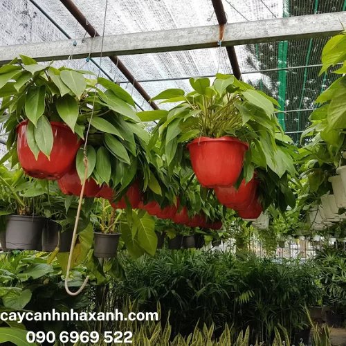 09 - Trầu Bà Lá Dài