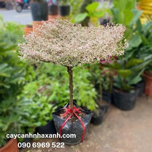 149 - Bàng Cẩm Thạch