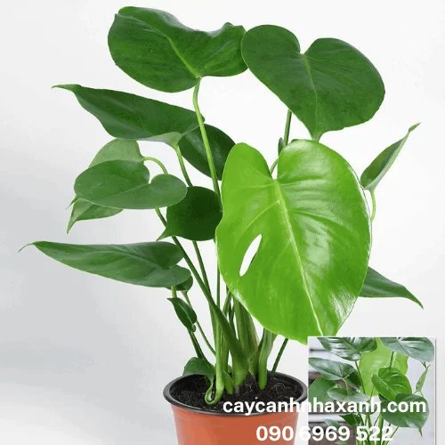 1B 03 - Môn Tai Phật