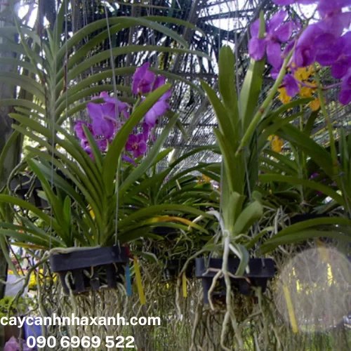 22 - Lan VanDa