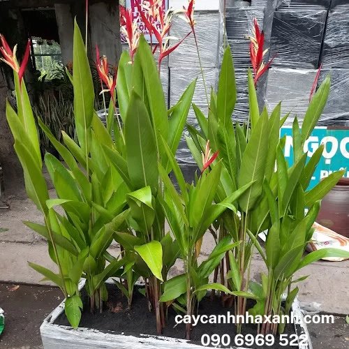 276 B - Chậu Cây Thiên Điểu