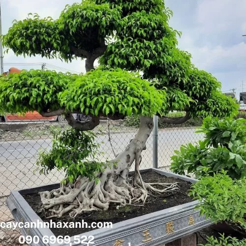 507 - Sanh Bonsai
