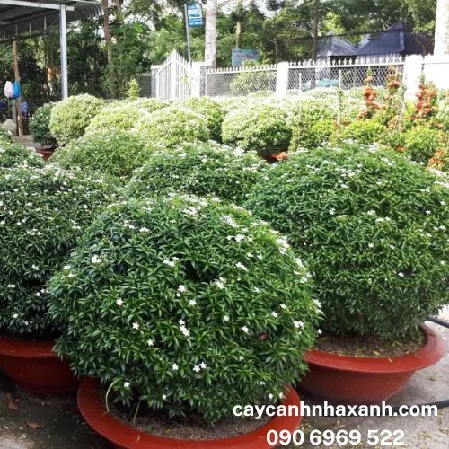 555 - Mai Vạn Phúc 1m