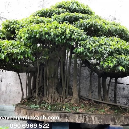 560 - Sanh Bonsai Cổ Thụ
