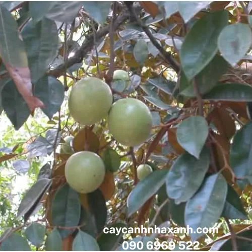 707 - Cây Vú Sữa