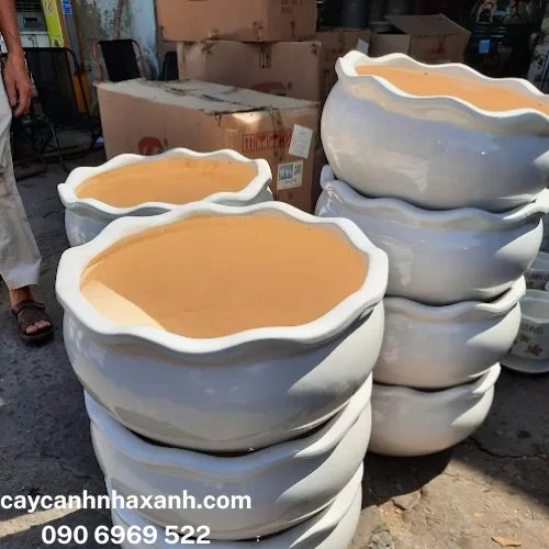 825 - Chậu sứ Trứng Bèo 45 x 25