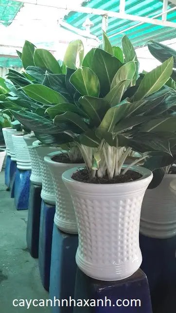 Bạch Mã