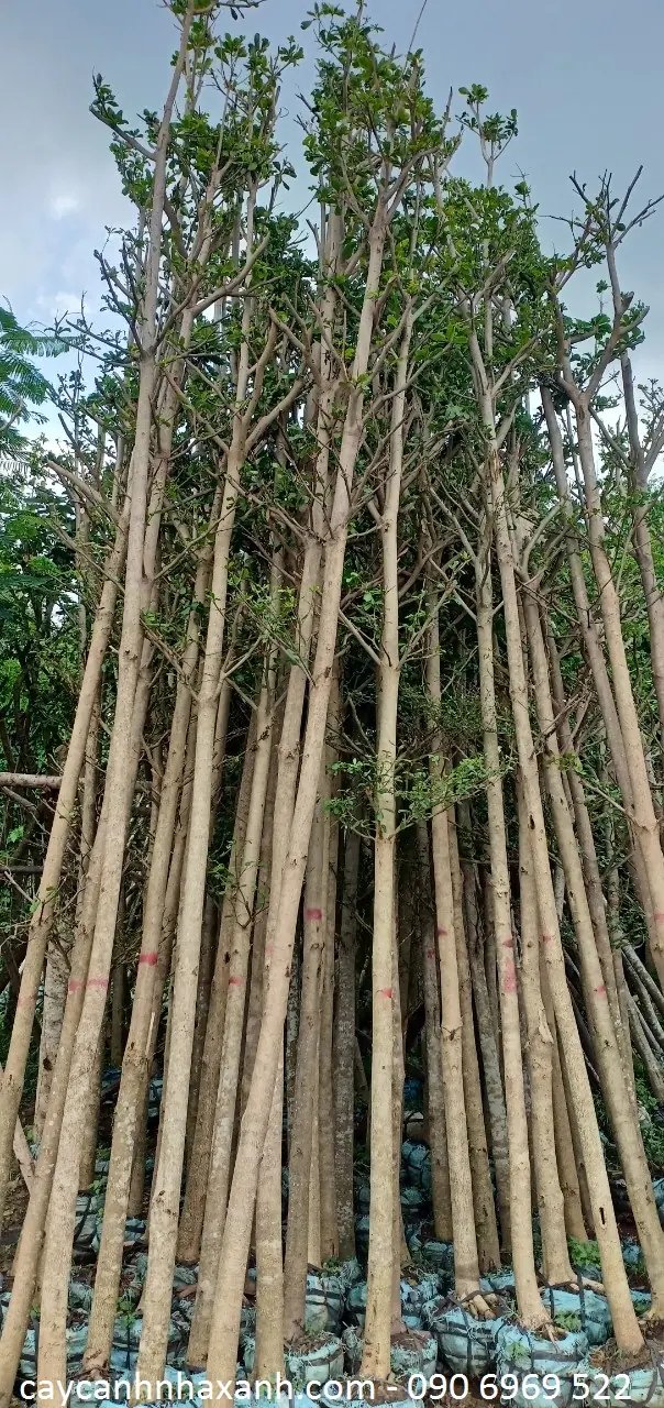 Bàng Đài Loan