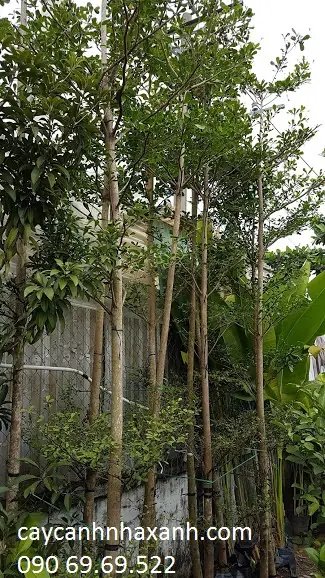 Bàng Đài Loan