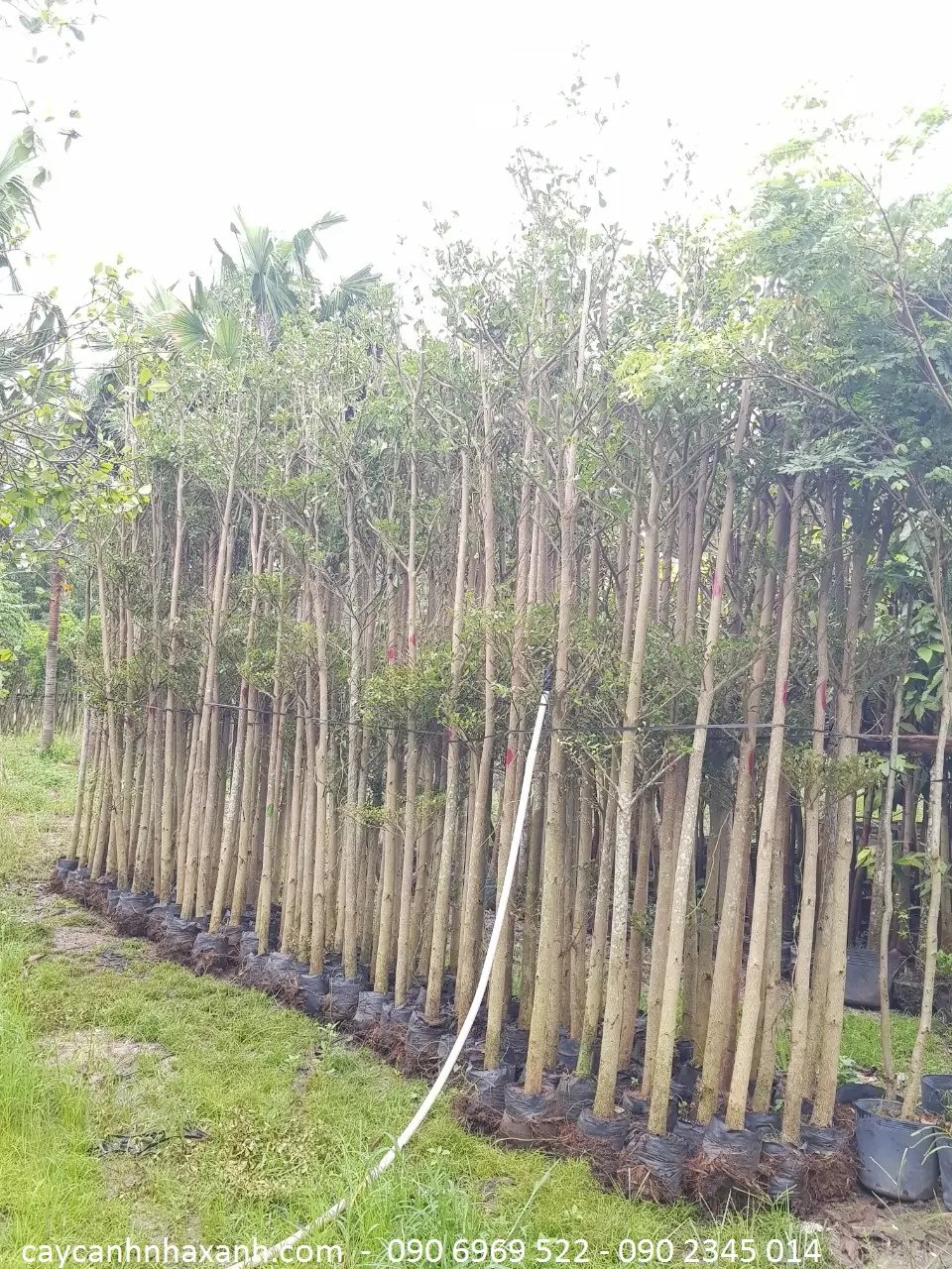 Bàng Đài Loan