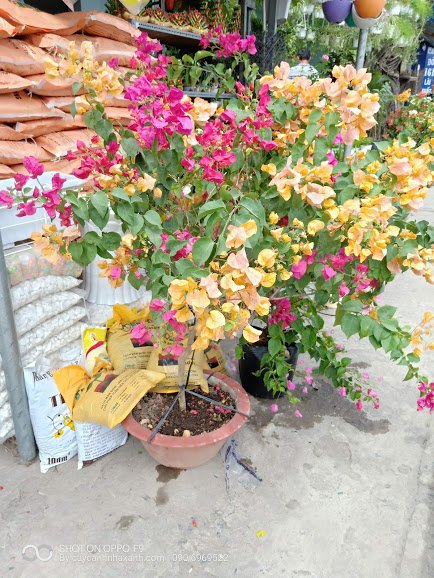 Bông Giấy Ghép