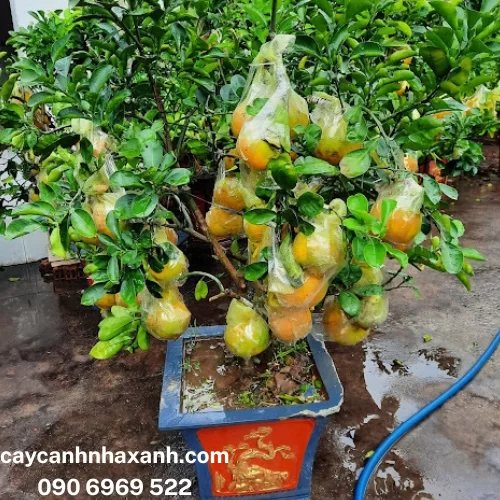 Bưởi Diễn