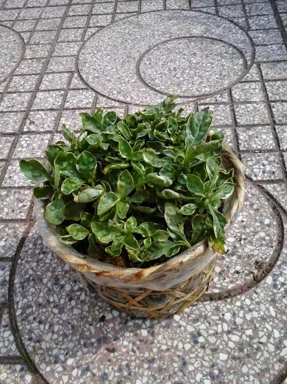 Cẩm Thạch