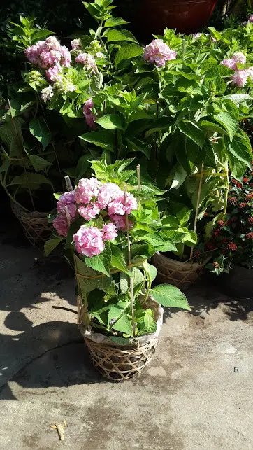 Cẩm Tú Cầu
