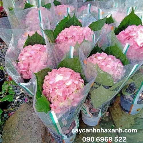 Cẩm Tú Cầu Đà Lạt