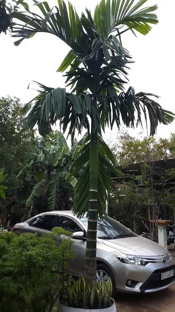 Cau Hương