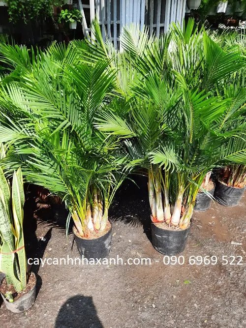 Cau Nhật 1,2m