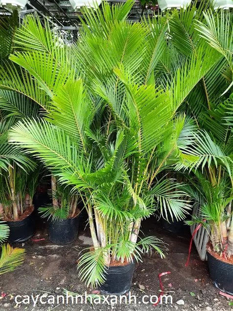 Cau Nhật 1,5m
