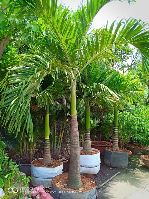 Cau Trắng