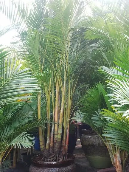 Cau Vàng