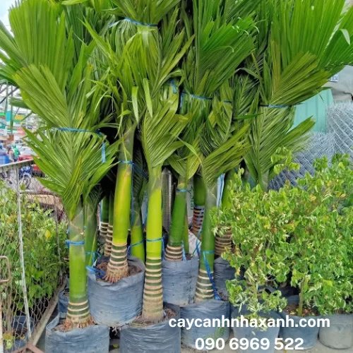 Cau Xanh