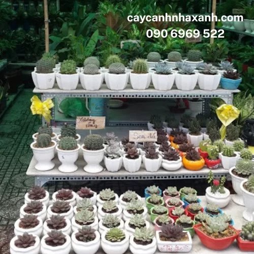 Cây Để Bàn