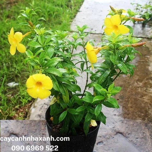 Cây Huỳnh Anh