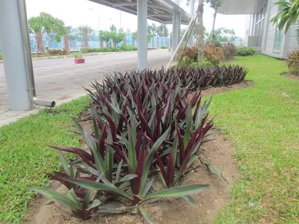 Cây Lẻ Bạn